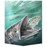 OM010- Kingfish